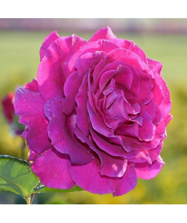 Großblumige Rose 'Purple Orient', 2L Topf