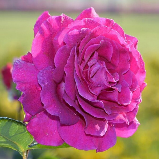 Großblumige Rose 'Purple Orient', 2L Topf