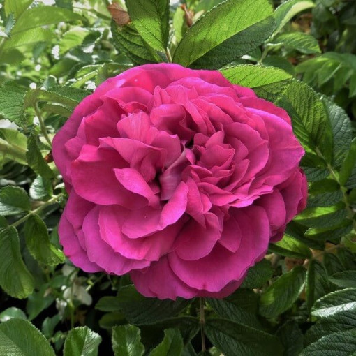 Großblumige Rose 'Purple Orient', 2L Topf