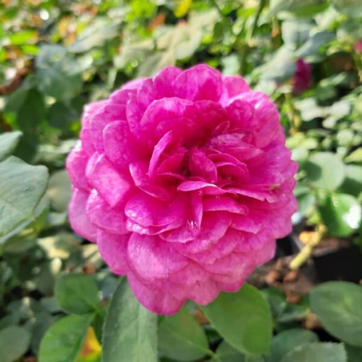Großblumige Rose 'Purple Orient', 2L Topf