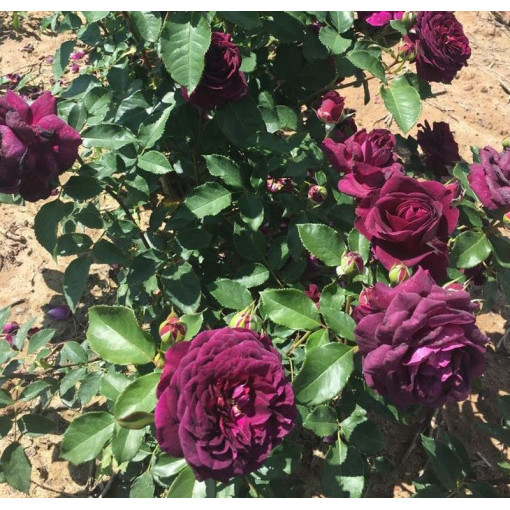 Großblumige Rose 'Purple Orient', 2L Topf