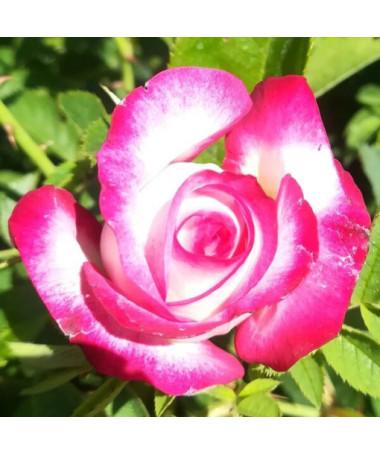 Großblumige Rose 'Princess Mia', 2L Topf