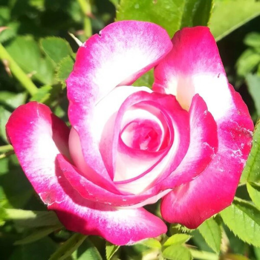 Großblumige Rose 'Princess Mia', 2L Topf