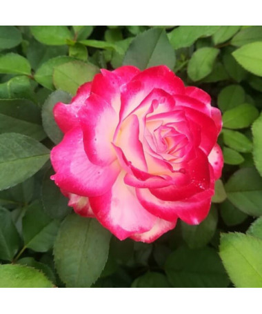 Großblumige Rose 'Princess Mia', 2L Topf