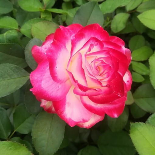 Großblumige Rose 'Princess Mia', 2L Topf