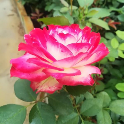 Großblumige Rose 'Princess Mia', 2L Topf
