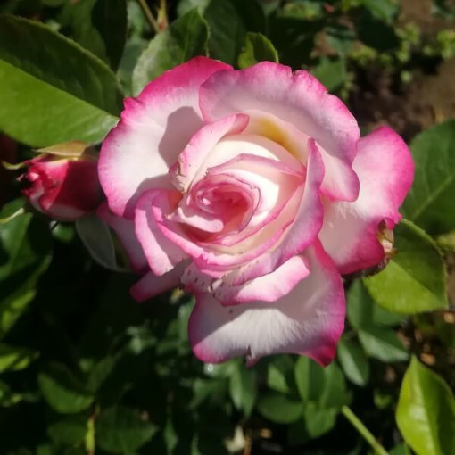 Großblumige Rose 'Princess Mia', 2L Topf