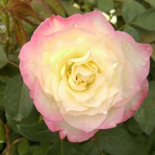 Großblumige Rose 'Peace', 2L Topf
