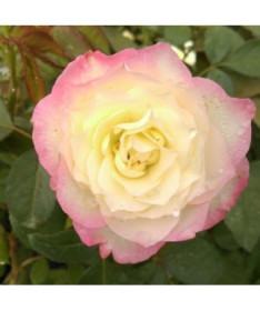Großblumige Rose 'Peace', 2L Topf