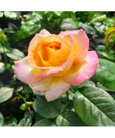 Großblumige Rose 'Peace', 2L Topf