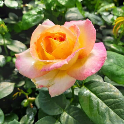 Großblumige Rose 'Peace', 2L Topf