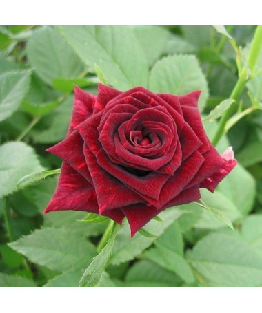 Großblütige Rose 'Mr. Lincoln', Vol. 2l