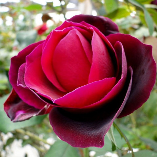 Großblütige Rose 'Mr. Lincoln', Vol. 2l