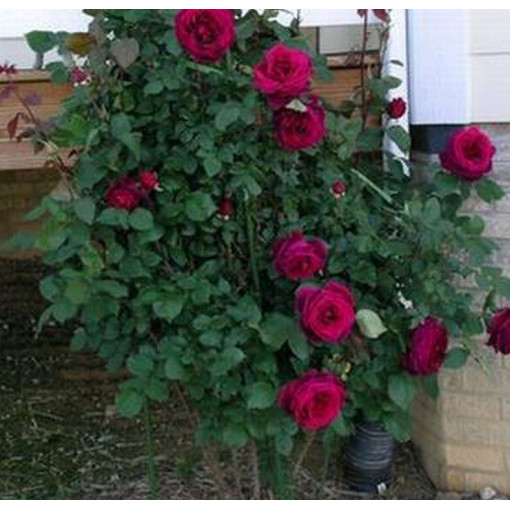 Großblütige Rose 'Mr. Lincoln', Vol. 2l