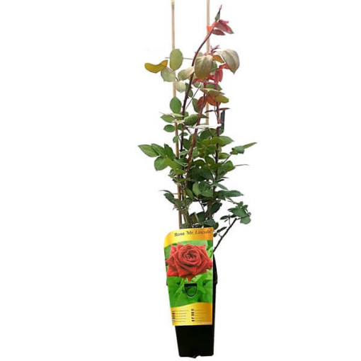 Großblütige Rose 'Mr. Lincoln', Vol. 2l