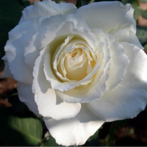 Großblütige Rose 'Mount Shasta', Vol. 2l