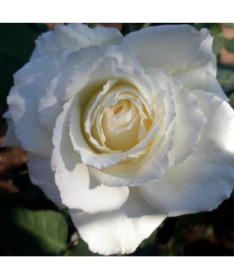 Großblütige Rose 'Mount Shasta', Vol. 2l