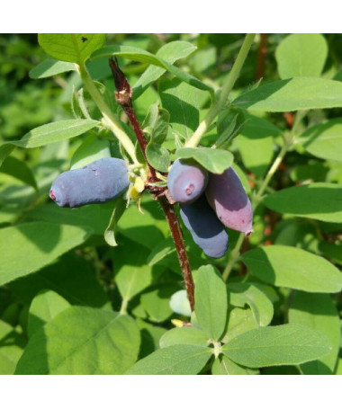 Honigbeere 'Tomi'
