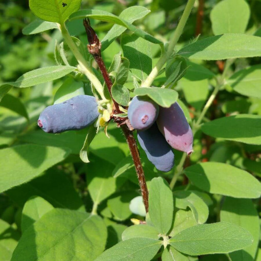 Honigbeere 'Tomi'