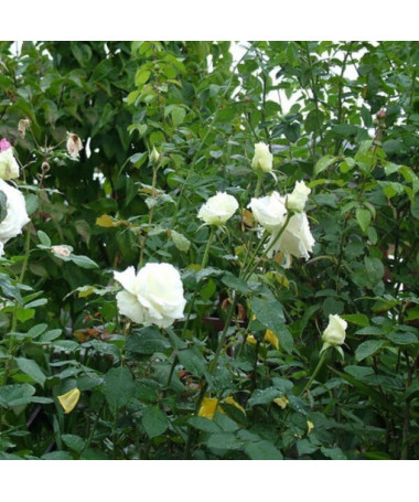 Großblütige Rose 'Mount Shasta', Vol. 2l