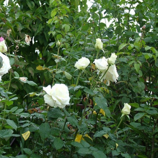 Großblütige Rose 'Mount Shasta', Vol. 2l