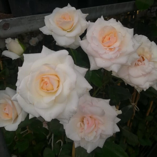 Großblütige Rose 'Mount Shasta', Vol. 2l