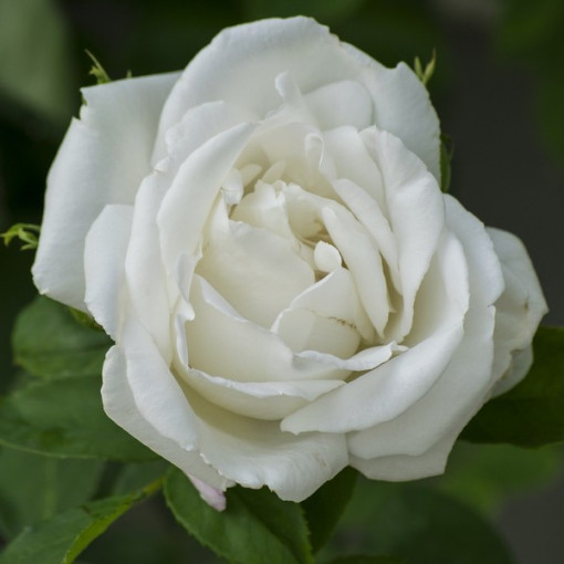 Großblütige Rose 'Mount Shasta', Vol. 2l
