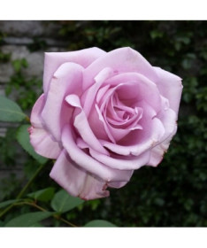 Großblütige Rose 'Lilla Wunder', Vol. 2l