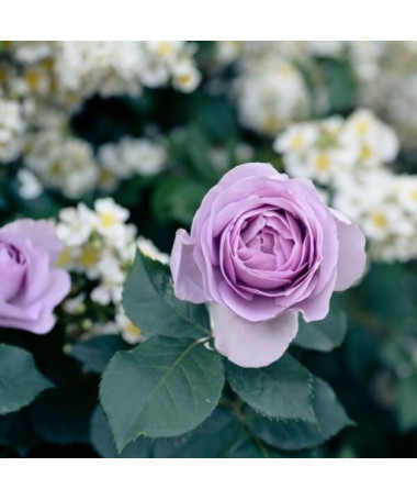 Großblütige Rose 'Lilla Wunder', Vol. 2l