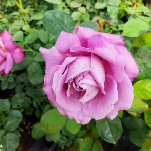 Großblütige Rose 'Lilla Wunder', Vol. 2l