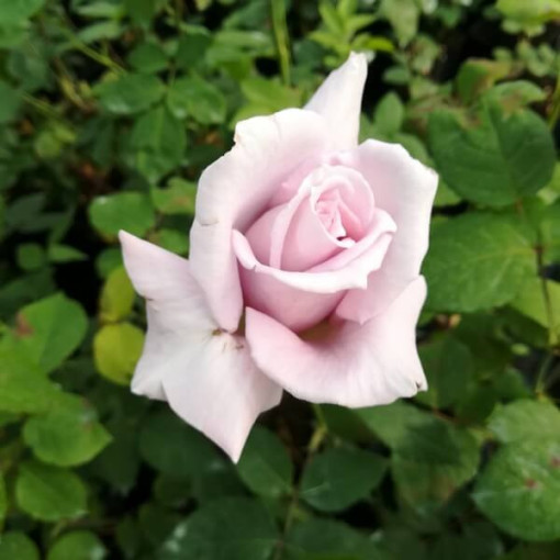 Großblütige Rose 'Lilla Wunder', Vol. 2l