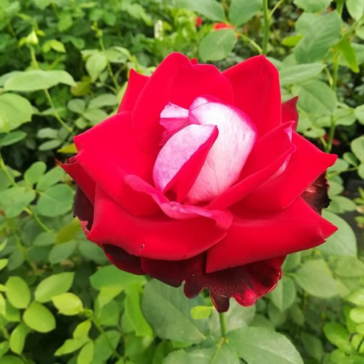 Großblütige Rose 'Kronenburg' im 2l Topf