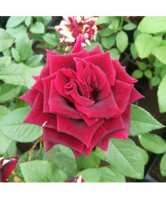 Großblumige Rose 'Irena', 2L Topf