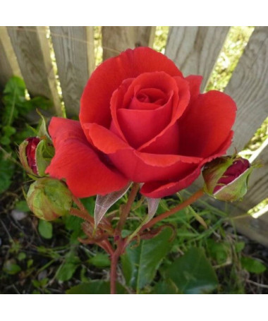 Großblumige Rose 'Irena', 2L Topf