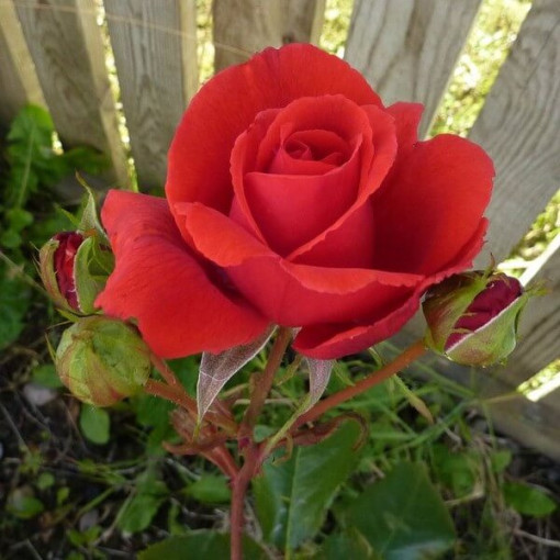 Großblumige Rose 'Irena', 2L Topf