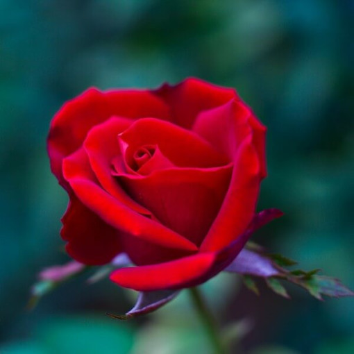 Großblumige Rose 'Irena', 2L Topf