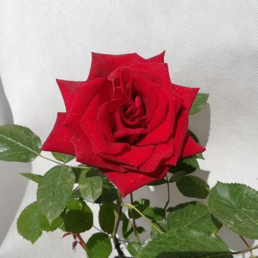 Großblumige Rose 'Irena', 2L Topf