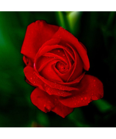 Großblumige Rose 'Fulgurante' im 2l Topf.