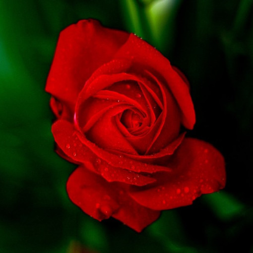 Großblumige Rose 'Fulgurante' im 2l Topf.