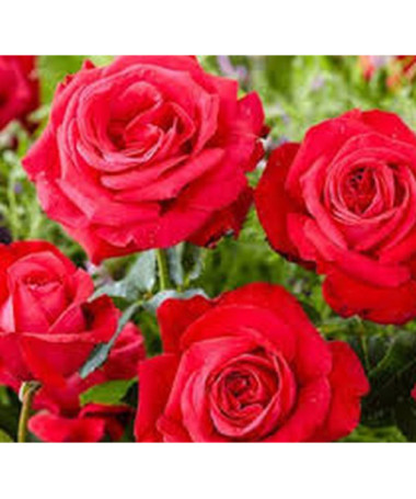 Großblumige Rose 'Fulgurante' im 2l Topf.