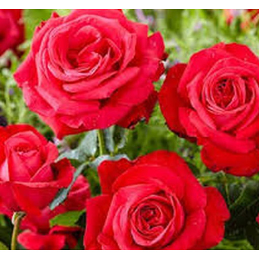 Großblumige Rose 'Fulgurante' im 2l Topf.