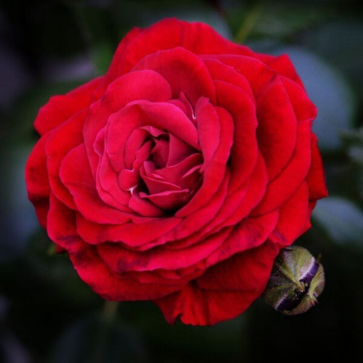 Großblumige Rose 'Fulgurante' im 2l Topf.