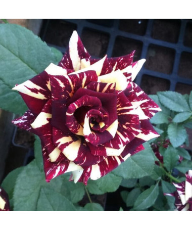 Hybrid-Tee-Rose 'Ewenement', 2l Topf