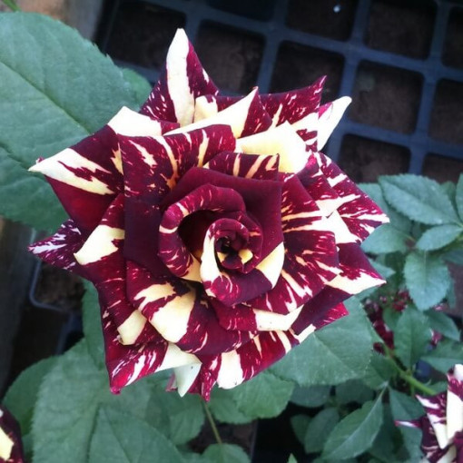 Hybrid-Tee-Rose 'Ewenement', 2l Topf