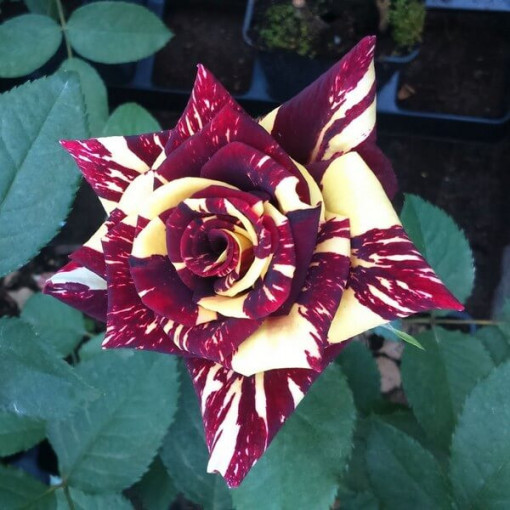 Hybrid-Tee-Rose 'Ewenement', 2l Topf