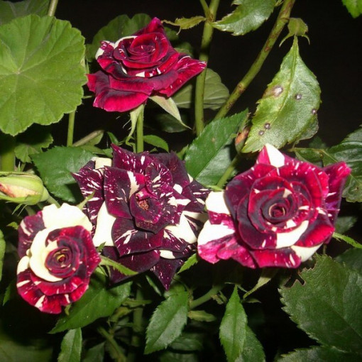 Hybrid-Tee-Rose 'Ewenement', 2l Topf