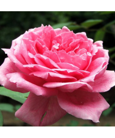 Hybrid-Tee-Rose 'Dream Princess', 2l Topf