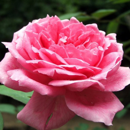 Hybrid-Tee-Rose 'Dream Princess', 2l Topf