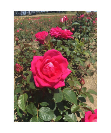 Hybrid-Tee-Rose 'Dream Princess', 2l Topf