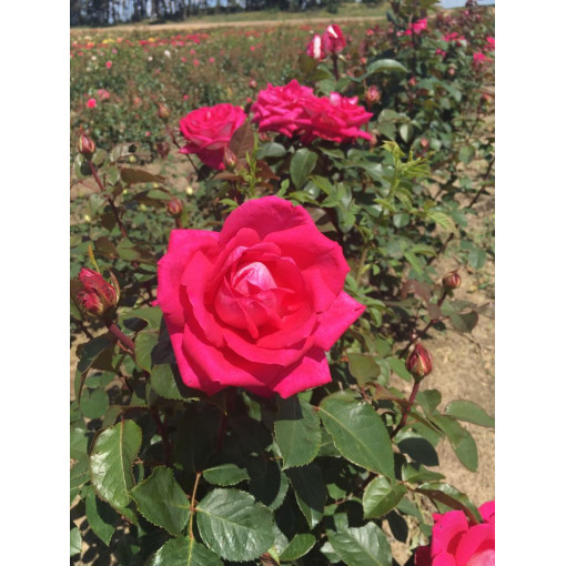 Hybrid-Tee-Rose 'Dream Princess', 2l Topf